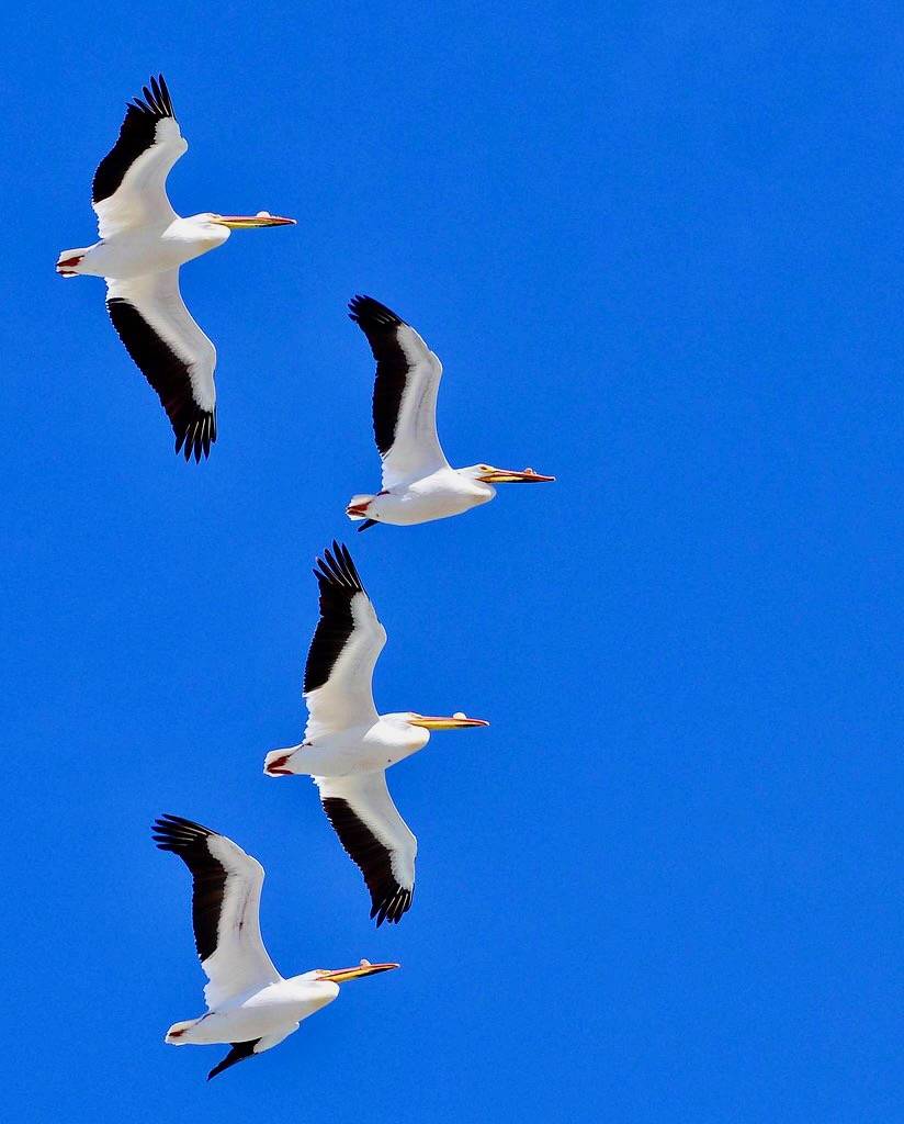 American white pelicans flying over Chase Lake NWR by Rick Bohn / USFWS Mountain Prairie is licensed under CC BY 2.0.